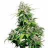Семена каннабиса  Super Cali Haze feminised Ganja Seeds