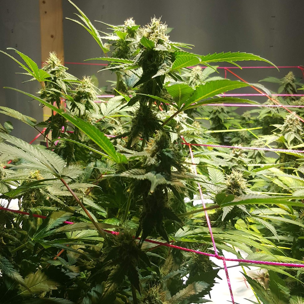 заказ семян конопли Jamaica Blueberry reg