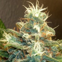 Power Plant feminised Green Silk Road Seeds