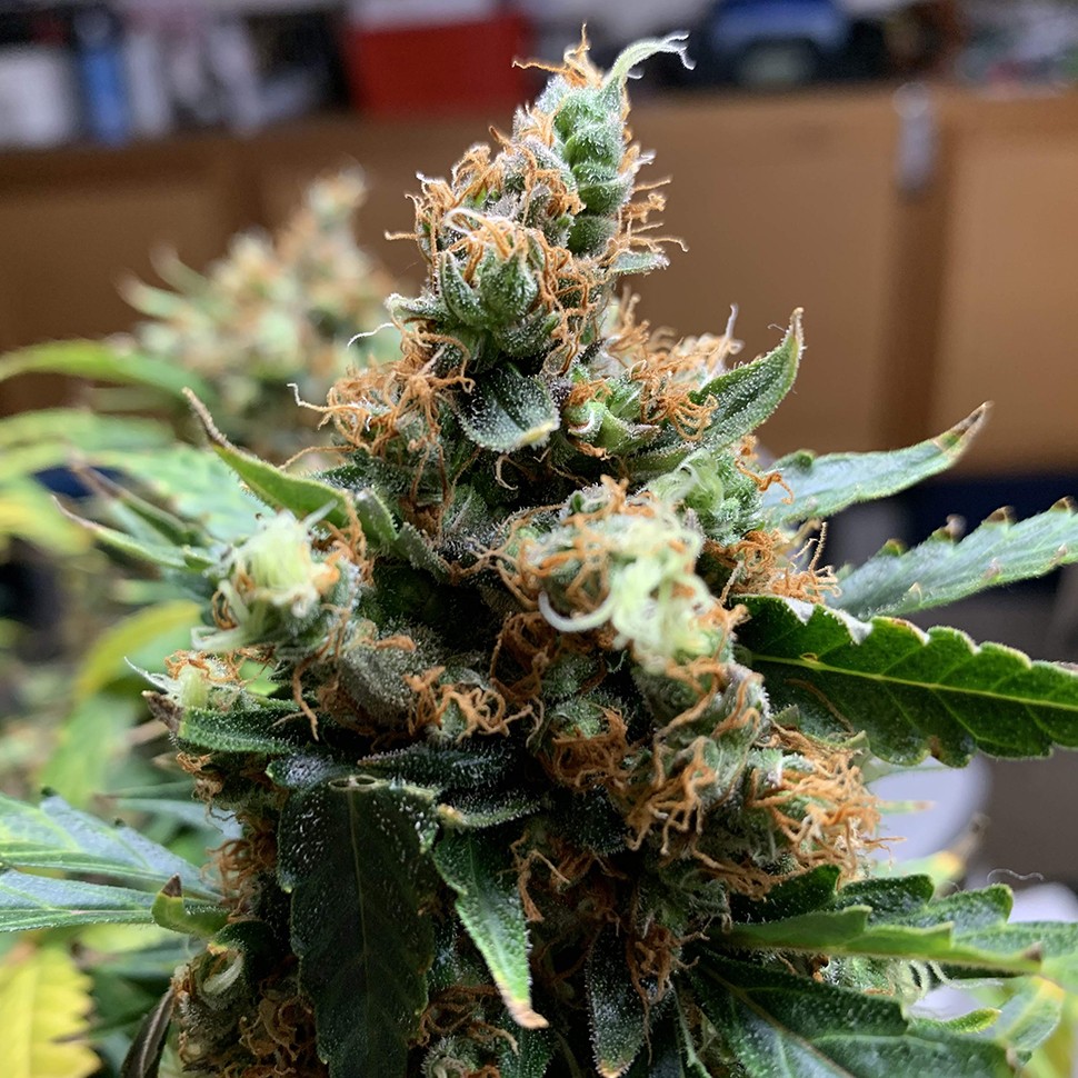 Семена марихуаны  Critical feminised Victory Seeds