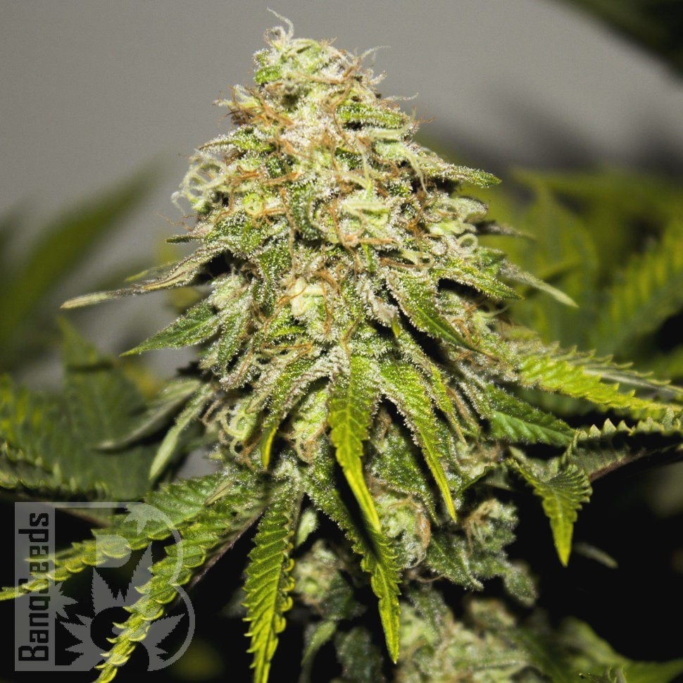 Семена  Super Critical feminised Ganja Seeds