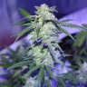 купить семена конопли Auto AK 47 regular