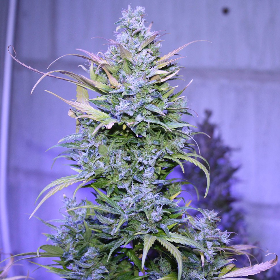 Семена  Auto AK 47 regular Ganja Seeds