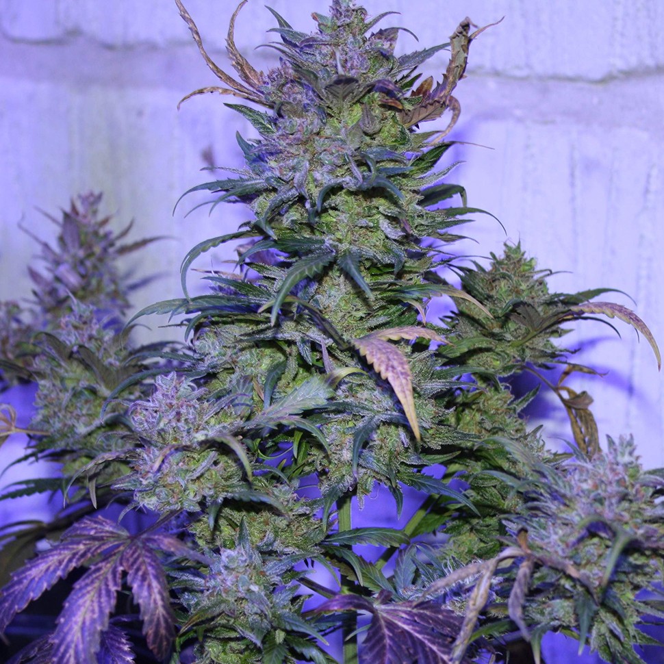 купить семена сортовой конопли Auto AK 47 regular