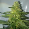 купить семена конопли автоцвет Auto AK 47 regular