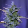 купить семена конопли индика Auto AK 47 regular