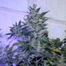 заказать семена конопли Auto AK 47 regular