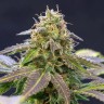 купить семена конопли в фирменной упаковке Violator Kush feminised
