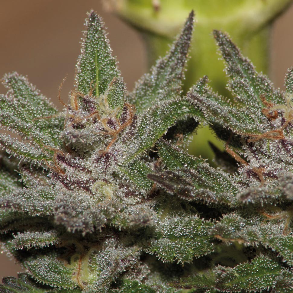 купить мощные семена конопли Violator Kush feminised