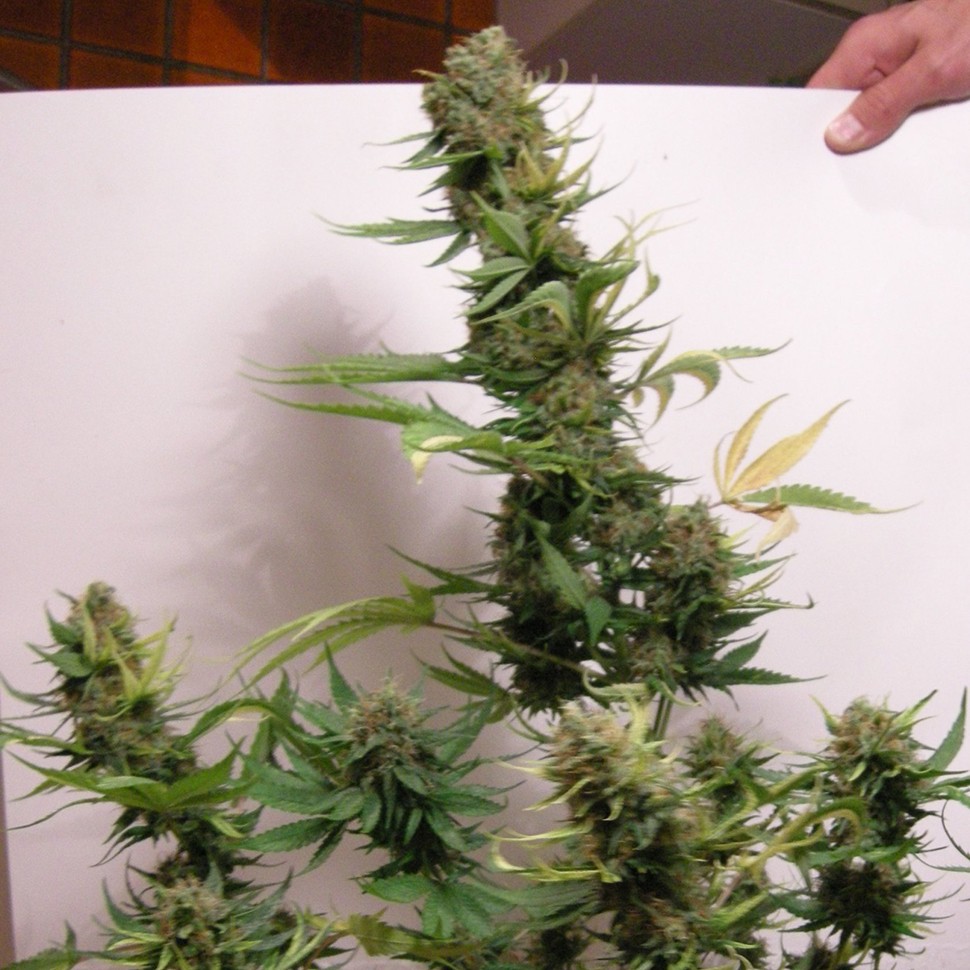 Семена ганжа  AK 47 feminised Neuro Seeds