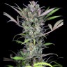 Семена ганжа  Auto Sweet Skunk feminised Ganja Seeds