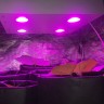 Светодиодный фитосветильник LED Гагарин 1 для выращивания конопли