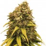 Семена конопли  Super Silver feminised Ganja Seeds