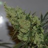 Семена конопли  Super Silver feminised Ganja Seeds