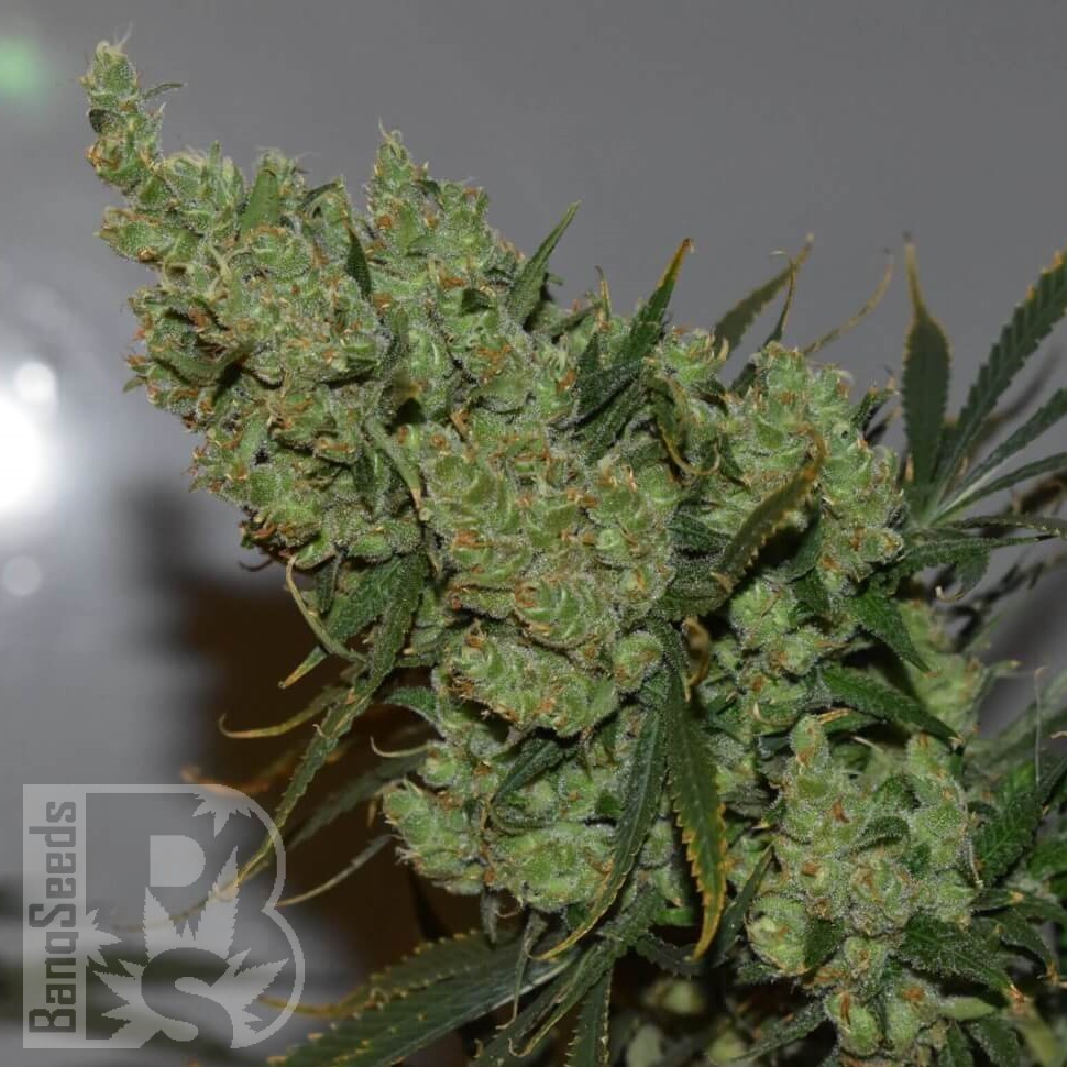 Семена конопли  Super Silver feminised Ganja Seeds