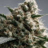 Семена конопли  Super Silver feminised Ganja Seeds