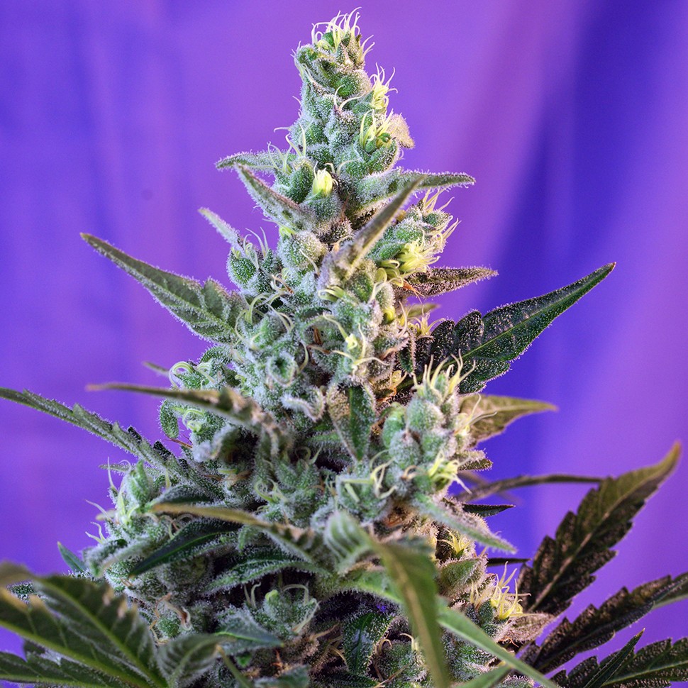 Семена  Auto Think Big feminised Ganja Seeds