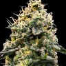 Семена  Auto Think Big feminised Ganja Seeds