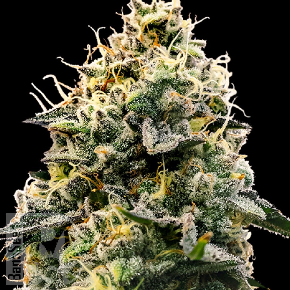 Семена  Auto Think Big feminised Ganja Seeds