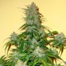 Семена  Auto Think Big feminised Ganja Seeds