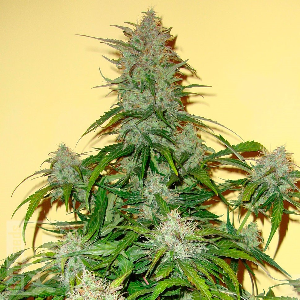 Семена  Auto Think Big feminised Ganja Seeds