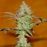 Bubble Gum feminised Ganja Seeds